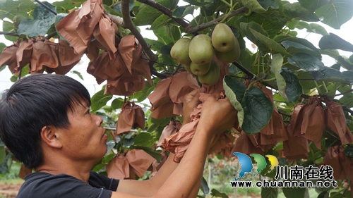 “金土地”上，名优水果笑颜绽放迎宾朋！(图3)