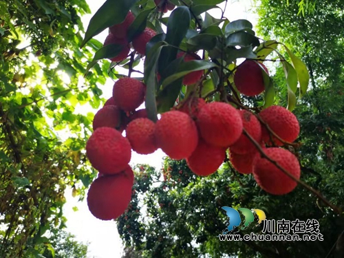 寻树记！合江真龙镇百年荔林“树王”现身？(图2)