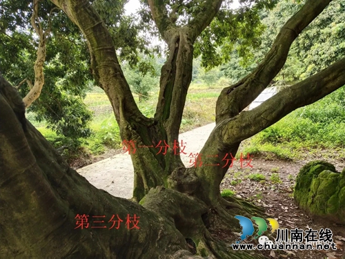 寻树记！合江真龙镇百年荔林“树王”现身？(图4)