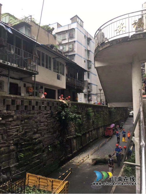江阳区北城街道保护泸州老城墙&nbsp;整治三圣城垣城墙树枝安全隐患(图1)