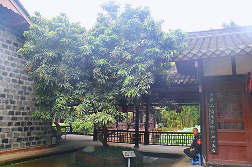 苏东坡家的荔枝快被松鼠“偷吃”光了(图1)