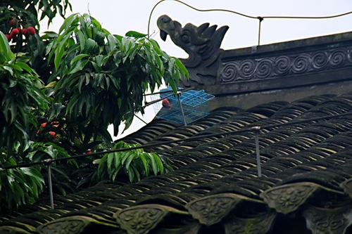 苏东坡家的荔枝快被松鼠“偷吃”光了(图2)