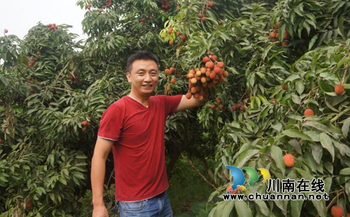 泸州出发1小时到达!这里的荔枝香遍半个岛(图1) 泸州出发1小时到达!这里的荔枝香遍半个岛(图1)
