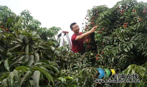 泸州出发1小时到达!这里的荔枝香遍半个岛(图2) 泸州出发1小时到达!这里的荔枝香遍半个岛(图2)