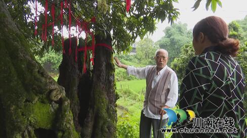 老骥伏“荔”至千里&nbsp;合江槽房村找到荔枝树王(图1)