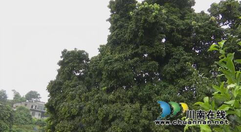 老骥伏“荔”至千里&nbsp;合江槽房村找到荔枝树王(图3)