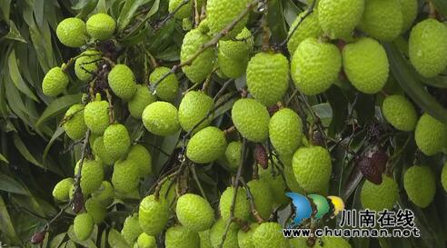 老骥伏“荔”至千里&nbsp;合江槽房村找到荔枝树王(图2)