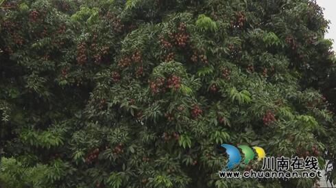 老骥伏“荔”至千里&nbsp;合江槽房村找到荔枝树王(图4)