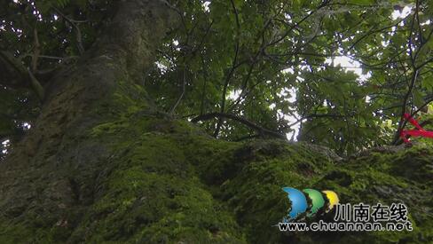 老骥伏“荔”至千里&nbsp;合江槽房村找到荔枝树王(图5)