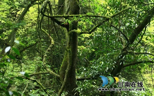 三十年的丈量路&nbsp;合江平凡林业工成青山守护神(图1)