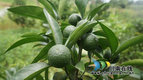 泸县立石镇:大力发展经济农场 助推乡村振兴(图1) 泸县立石镇:大力发展经济农场 助推乡村振兴(图1)