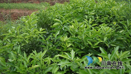 泸县立石镇:大力发展经济农场 助推乡村振兴(图2) 泸县立石镇:大力发展经济农场 助推乡村振兴(图2)