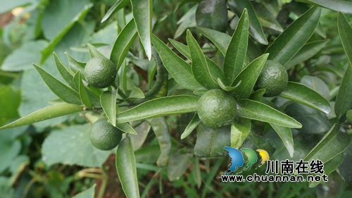 泸县立石镇:大力发展经济农场 助推乡村振兴(图3) 泸县立石镇:大力发展经济农场 助推乡村振兴(图3)