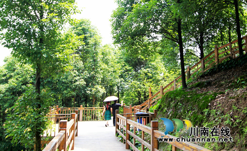 宜宾“油樟王国”即将开启康养新业态(图5)