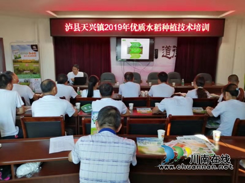 泸县推广种植竹香稻助力脱贫攻坚(图1)