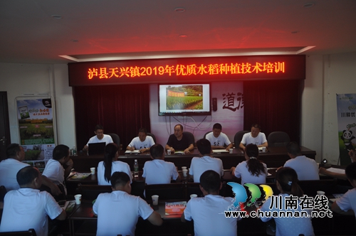 泸县推广种植竹香稻助力脱贫攻坚(图2)