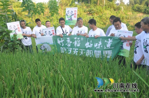 泸县推广种植竹香稻助力脱贫攻坚(图3)