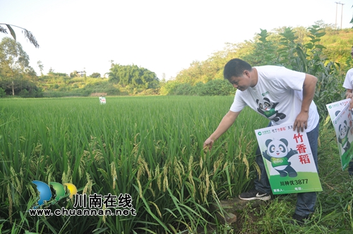 泸县推广种植竹香稻助力脱贫攻坚(图4)
