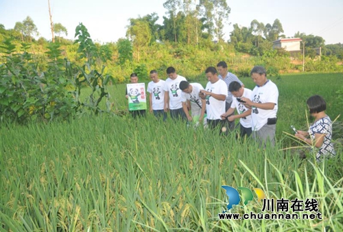 泸县推广种植竹香稻助力脱贫攻坚(图5)