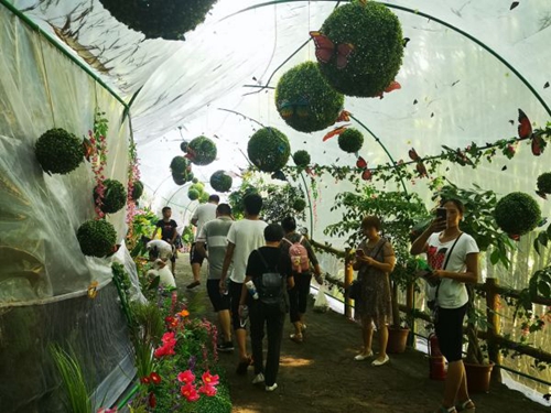 宜宾长宁首届蝴蝶萤火虫艺术节开幕