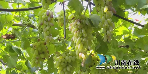 葡萄盛会!合江县大桥镇第三届葡萄节开园(图1) 葡萄盛会!合江县大桥镇第三届葡萄节开园(图1)