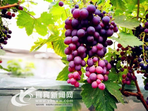 宜宾本地水果大批上市&nbsp;亲子采摘其乐融融(图1)