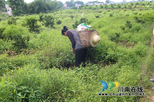 泸县太伏发展枳壳产业&nbsp;小酸果成“绿色银行”(图2)