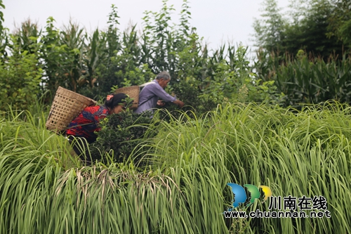 泸县太伏发展枳壳产业&nbsp;小酸果成“绿色银行”(图1)