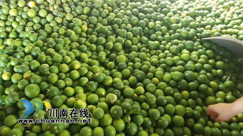 泸县太伏发展枳壳产业&nbsp;小酸果成“绿色银行”(图3)