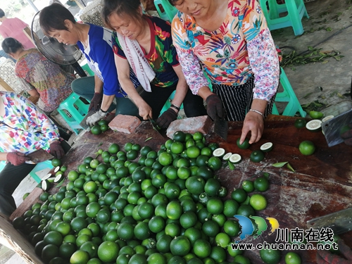 泸县太伏发展枳壳产业&nbsp;小酸果成“绿色银行”(图5)
