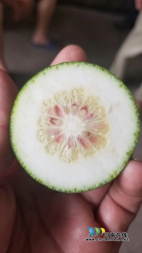 泸县太伏发展枳壳产业&nbsp;小酸果成“绿色银行”(图8)