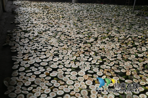 泸县太伏发展枳壳产业&nbsp;小酸果成“绿色银行”(图10)