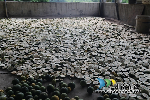 泸县太伏发展枳壳产业&nbsp;小酸果成“绿色银行”(图9)