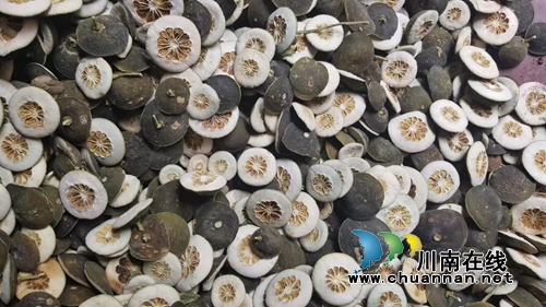 泸县太伏发展枳壳产业&nbsp;小酸果成“绿色银行”(图11)