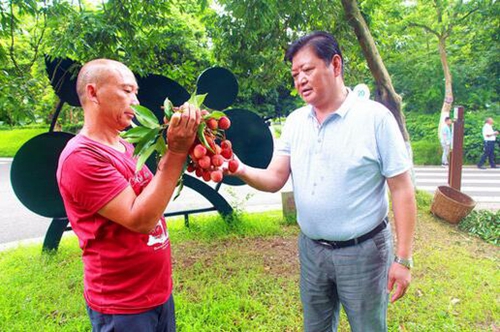 专家悉心指导&nbsp;种了五年的荔枝树挂果了(图1)