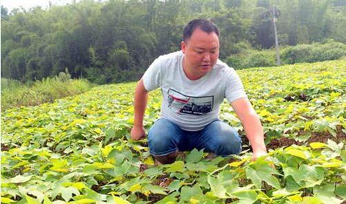 泸州：男子辞去高薪工作&nbsp;带领村民致富(图1)