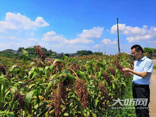 泸州：高粱红了&nbsp;销路不愁(图1)