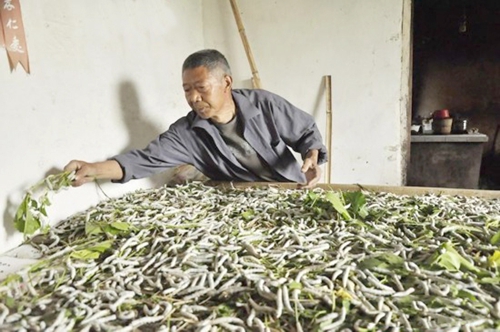 古蔺:村翁习性不浮华 只种桑麻不种花(图1) 古蔺:村翁习性不浮华 只种桑麻不种花(图1)