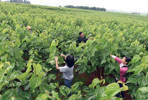 古蔺:村翁习性不浮华 只种桑麻不种花(图4) 古蔺:村翁习性不浮华 只种桑麻不种花(图4)