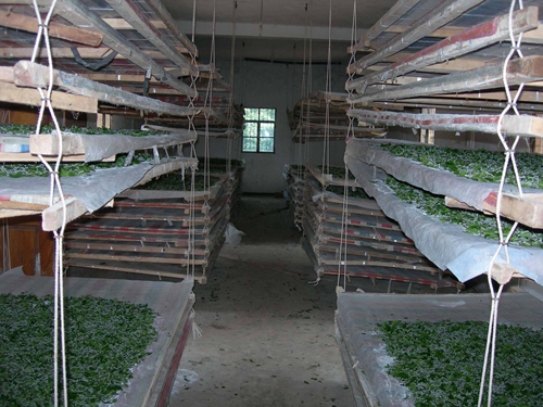 古蔺:村翁习性不浮华 只种桑麻不种花(图5) 古蔺:村翁习性不浮华 只种桑麻不种花(图5)