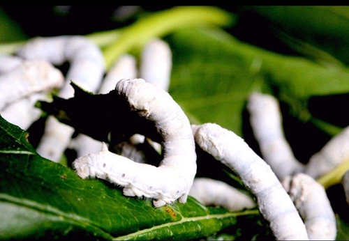 古蔺:村翁习性不浮华 只种桑麻不种花(图6) 古蔺:村翁习性不浮华 只种桑麻不种花(图6)