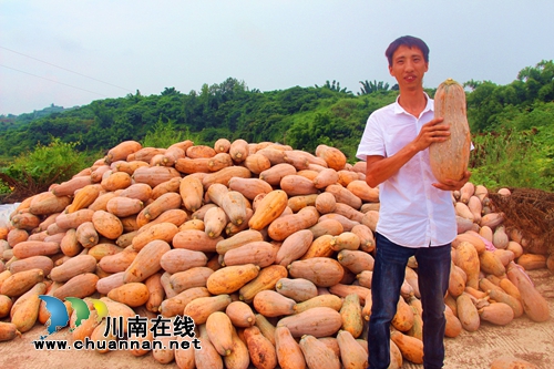 泸州：90后小伙返乡种水果&nbsp;带动家乡发展(图1)