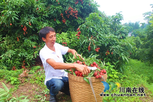 泸州：90后小伙返乡种水果&nbsp;带动家乡发展(图2)