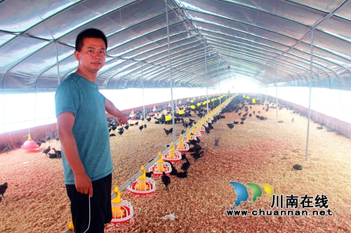 桂花林下养土鸡&nbsp;纳溪龙车打造“土鸡第一村”(图1)