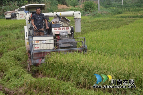 泸县太伏镇水稻制种开启增收致富路(图1) 泸县太伏镇水稻制种开启增收致富路(图1)