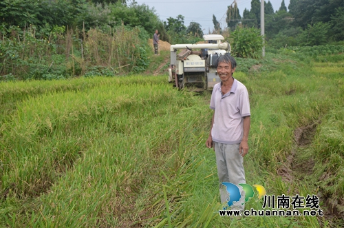 泸县太伏镇水稻制种开启增收致富路(图2) 泸县太伏镇水稻制种开启增收致富路(图2)