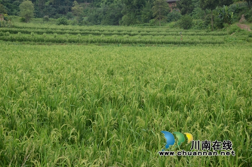 泸县太伏镇水稻制种开启增收致富路(图4) 泸县太伏镇水稻制种开启增收致富路(图4)