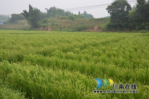 泸县太伏镇水稻制种开启增收致富路(图3) 泸县太伏镇水稻制种开启增收致富路(图3)