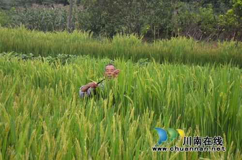 泸县太伏镇水稻制种开启增收致富路(图5) 泸县太伏镇水稻制种开启增收致富路(图5)