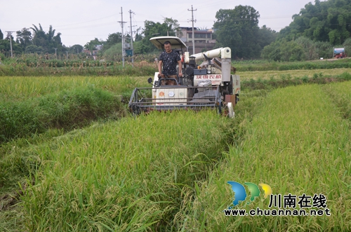 泸县太伏镇水稻制种开启增收致富路(图6) 泸县太伏镇水稻制种开启增收致富路(图6)